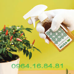 dinh dưỡng hữu cơ từ chuối